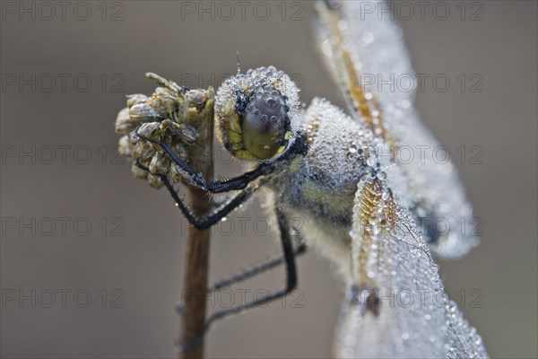 Four-spotted chaser