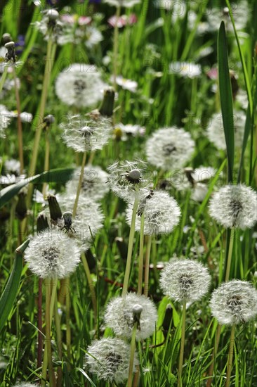 Meadow in spring