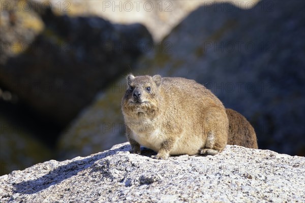 Hyrax