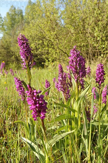 Broad-leaved orchid