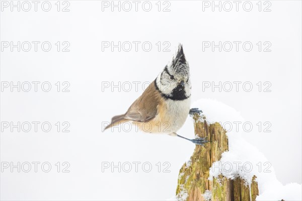 Crested Tit