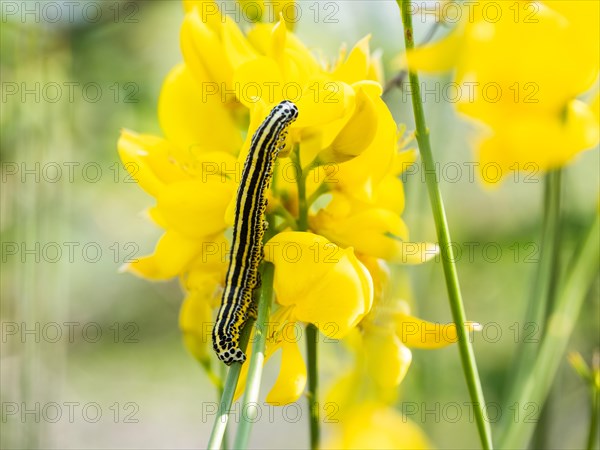 Caterpillar on broom