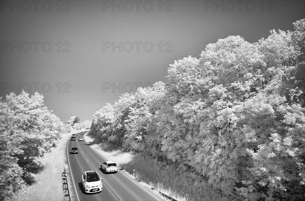 Road runs through forest area