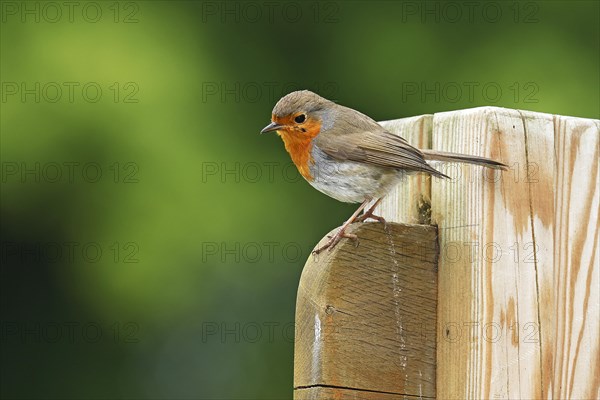 European robin