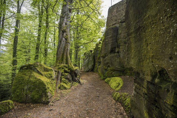 Hiking trail and rocks