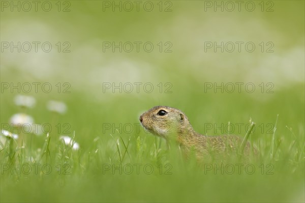 Gopher