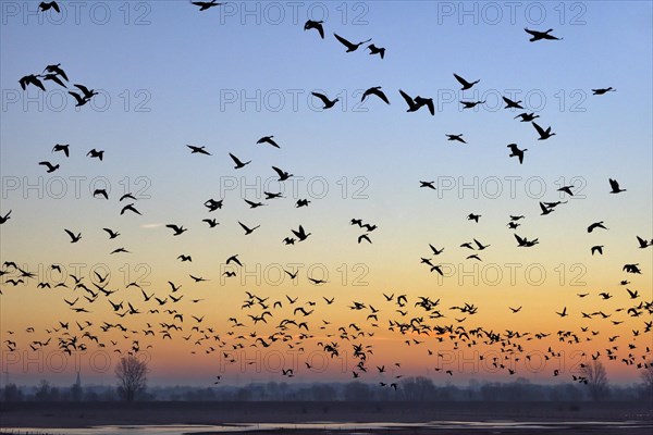 Wild geese flying over flooded meadows on the Rhine in the morning red