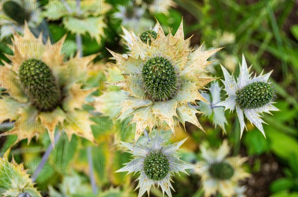 Specimens of giant sea holly