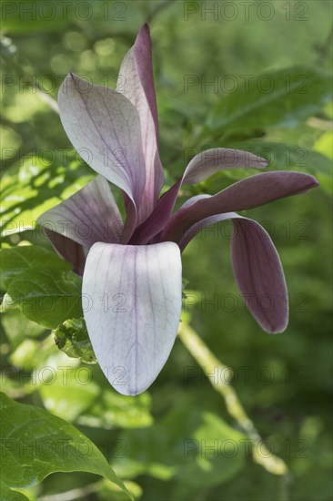 Magnolia blossom