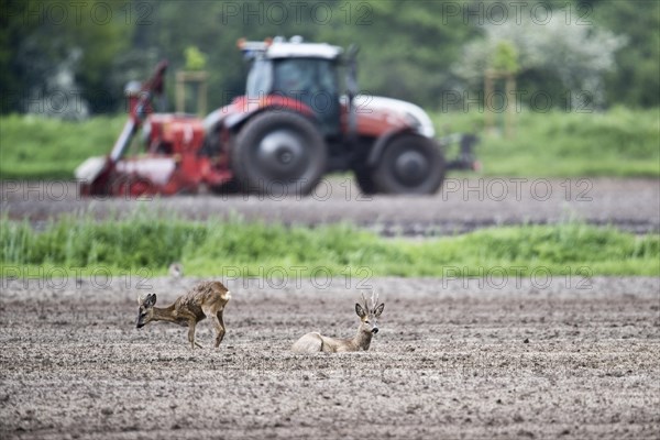 European roe deer