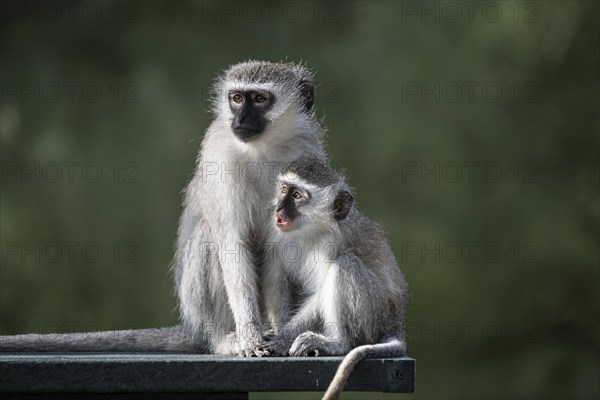 Vervet monkey