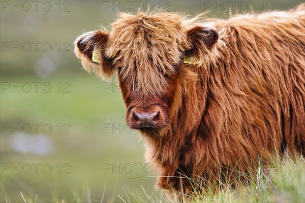 Scottish Highland Cattle