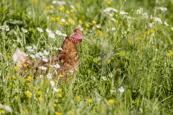Free-range chickens in a meadow