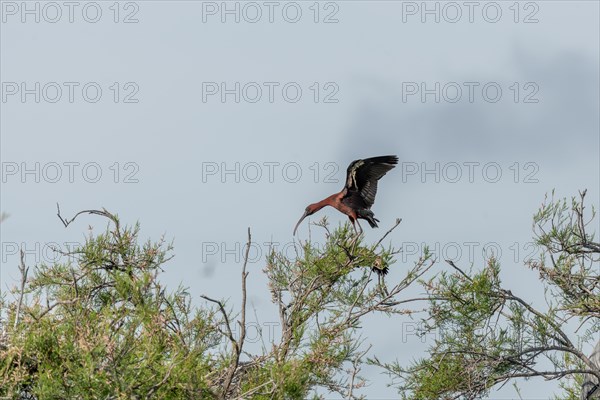 Glossy Ibis