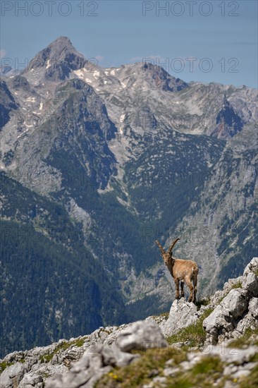 Alpine ibex