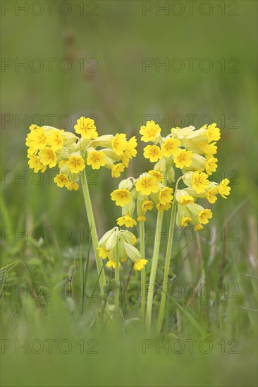 Meadow common cowslip