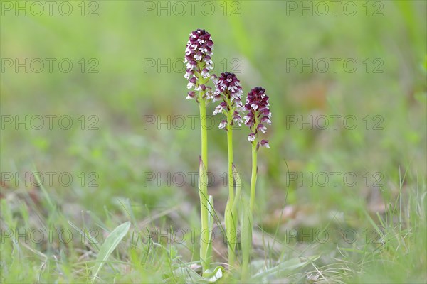 Burnt-tip orchid