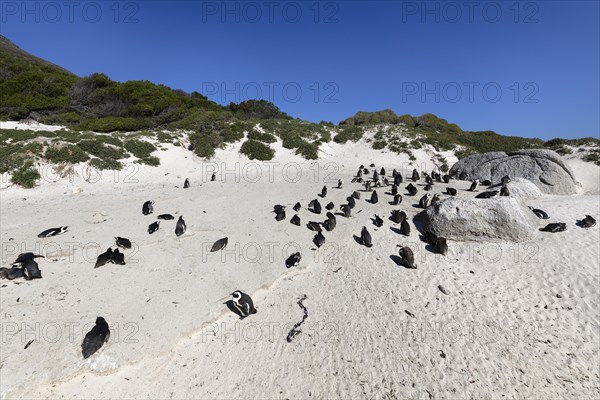 Colony of African Penguins