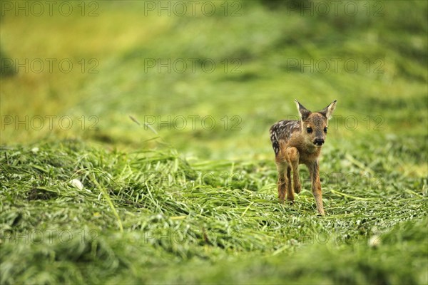 European roe deer