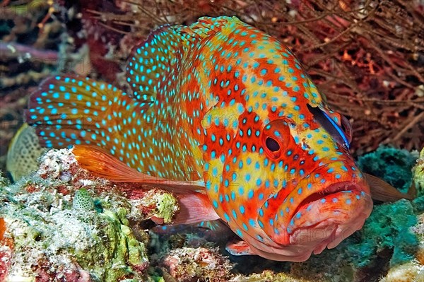 Symbiotic behaviour Symbiosis of vermillion seabass