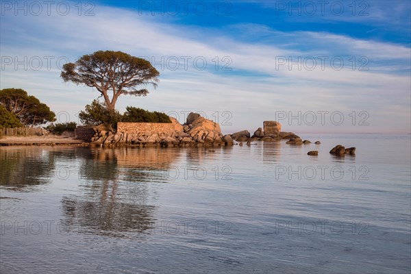 Beach and pine trees