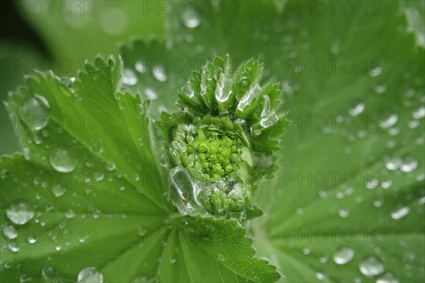 Lady's mantle with water drop