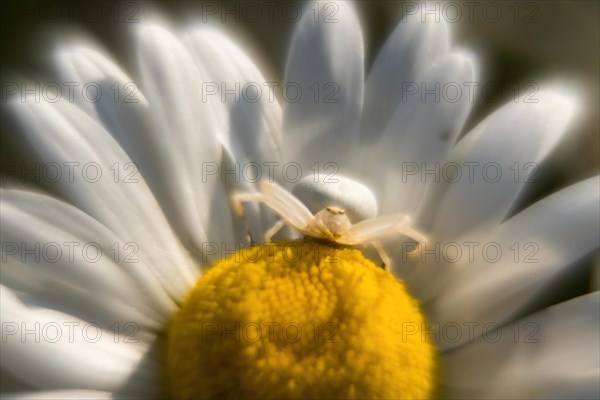 Goldenrod crab spider