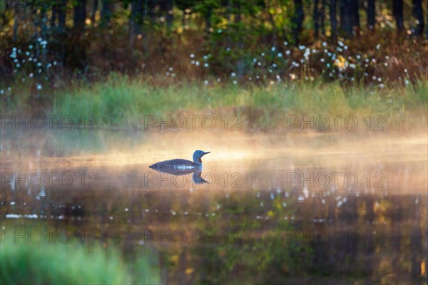 Red-throated loon