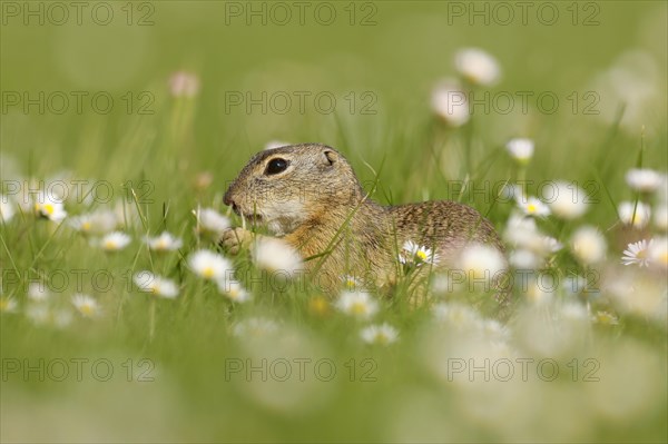 Gopher