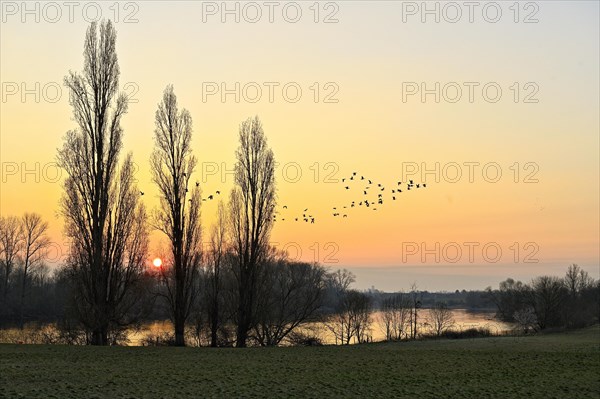 Wild geese flying over the Altrhein at dawn