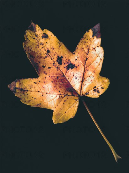 Decaying maple leaf on the black background