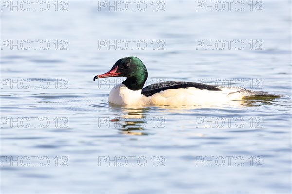 Common merganser