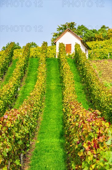 Winegrower's hut in autumn vineyard