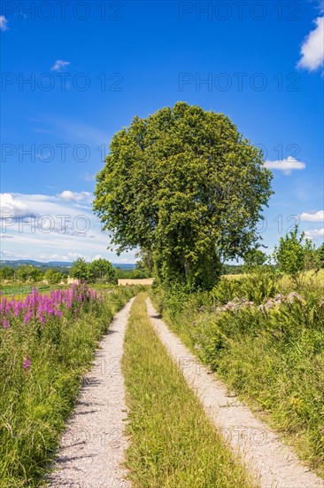 Gravel road in the countryside with blooming Fireweed