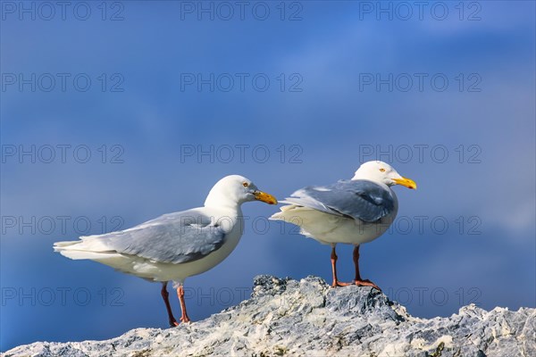 Pair of Glaucous gull