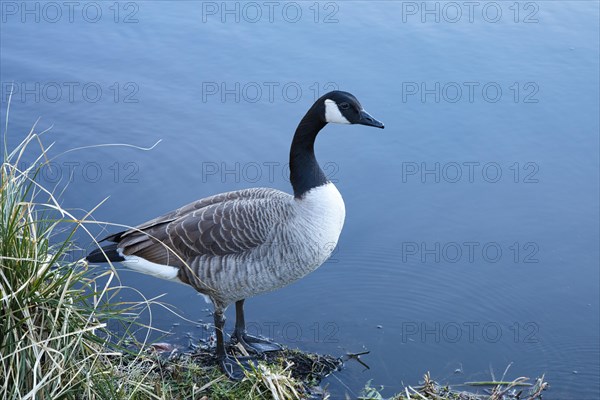 Canada Goose