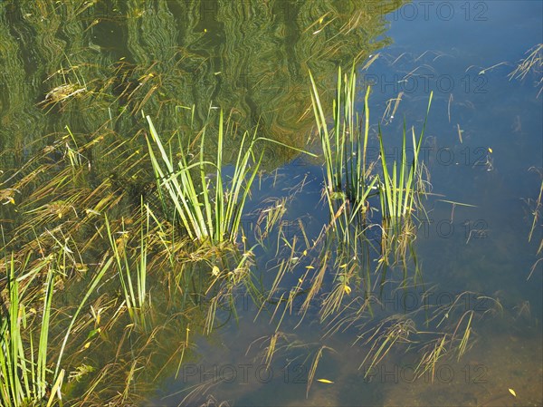 Green water plants