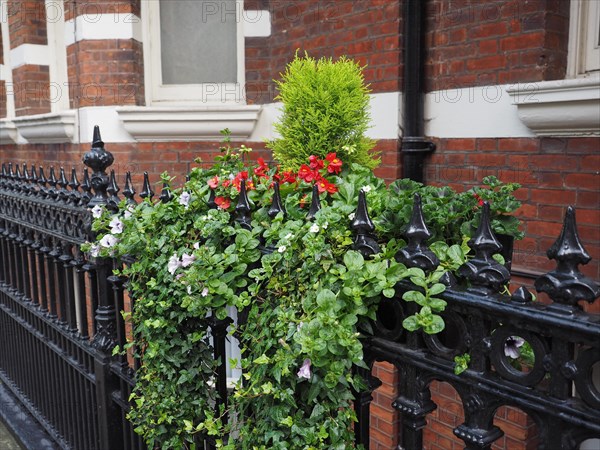 Ivy and flowers on metal fence