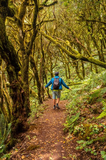 Man on a trekking walking in the mossy trees of the humid forest of Garajonay in La Gomera