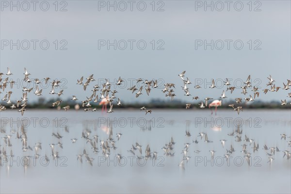 Shorebirds