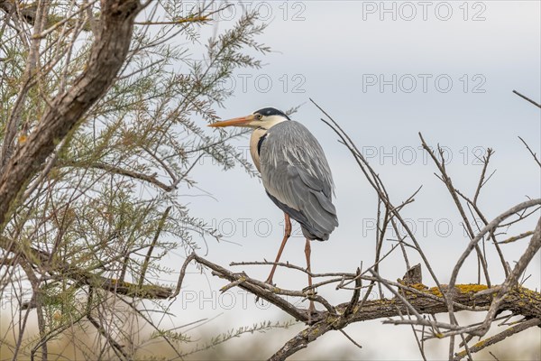 Grey heron