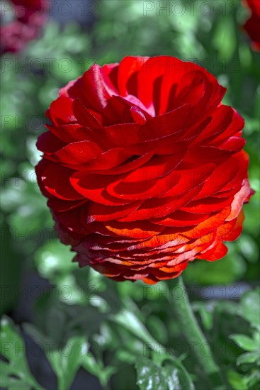 Red flowering ranunculus