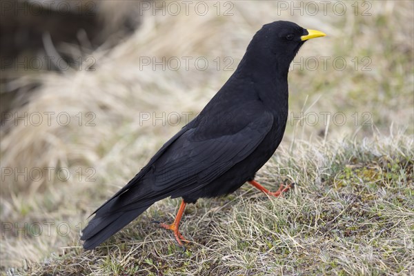 Alpine chough