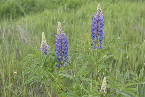 Lupine