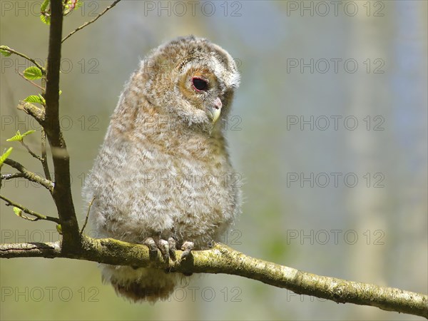 Tawny owl