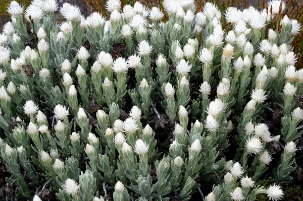 (Syncarpha vestita), Table Mountain National Park, Cape Town, South Africa, Africa