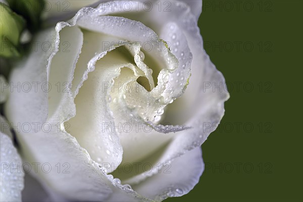 Close-up of a single white rose against a green background that has water hops on its leaves