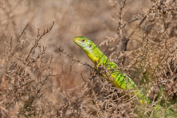 Western green lizard