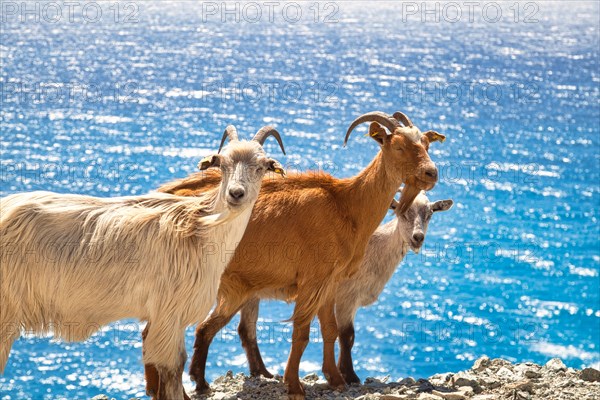 Corsican goats at Cap Corse