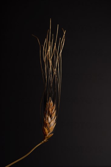 Closeup of an ear of wheat isolated on a black background